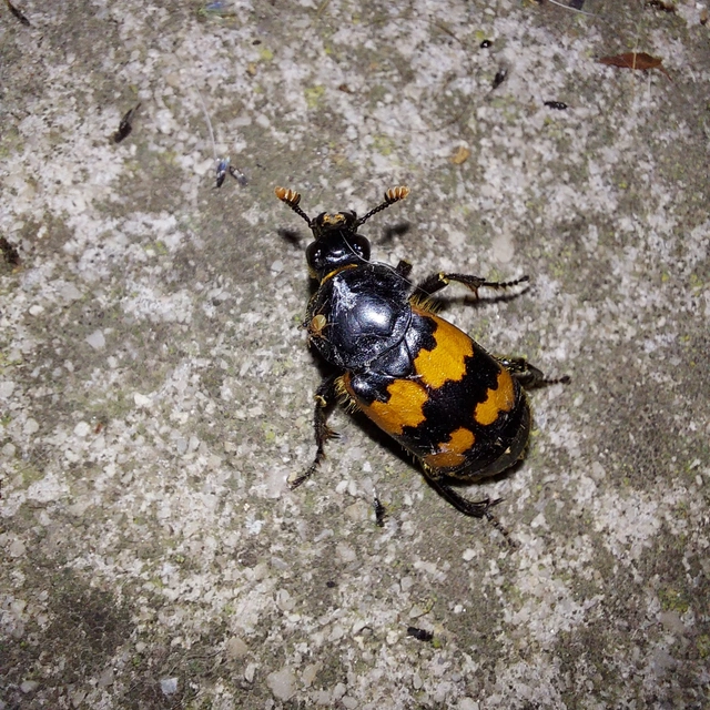 Nicrophorus interruptus - sárgaszőrű temetőbogár