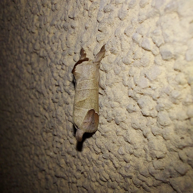 Clostera curtula - rövidszárnyú levélszövő Clostera curtula - rövidszárnyú levélszövő
