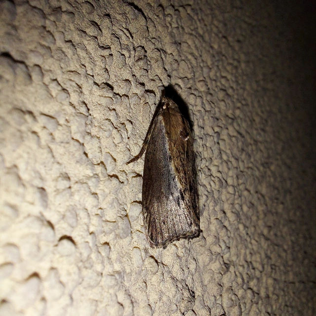Galleria mellonella - nagy viaszmoly