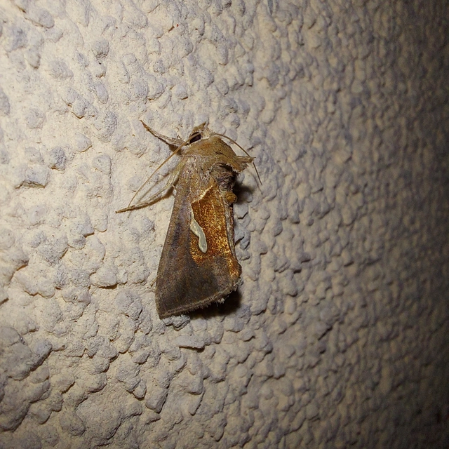 Macdunnoughia confusa - cseppfoltos ezüstbagoly