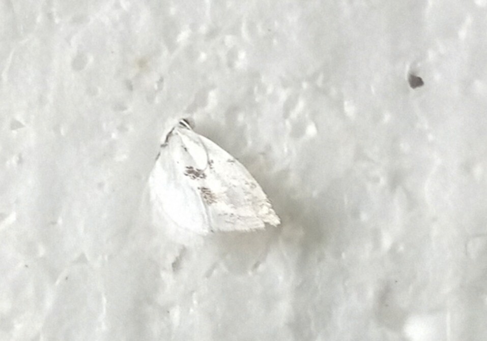 Niphonympha dealbatella - aranyfoltos havasmoly