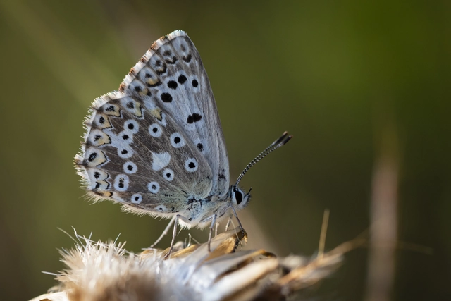 Polyommatus coridon - ezüstkék boglárka