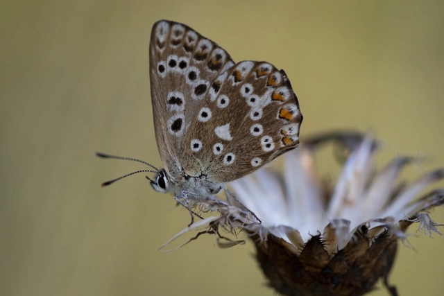 Polyommatus coridon - ezüstkék boglárka