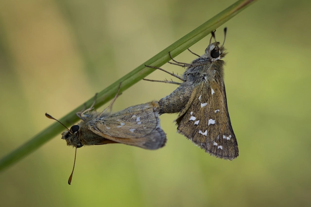 Hesperia comma - vesszős busalepke