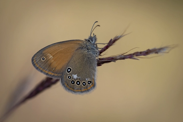 Coenonympha glycerion - közönséges szénalepke