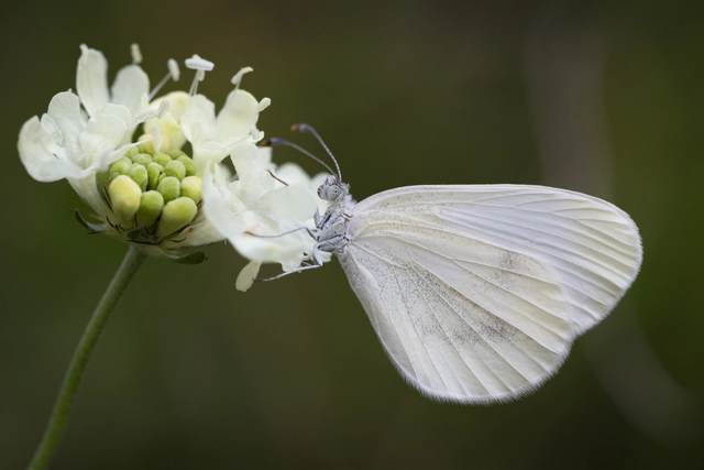 Leptidea sinapis - mustárlepke