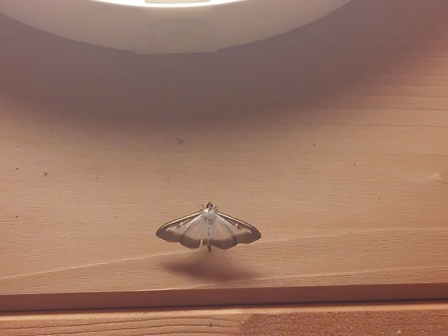 Cydalima perspectalis - puszpáng-tűzmoly