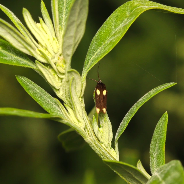 Scythris sinensis - aranyfarú zöldmoly