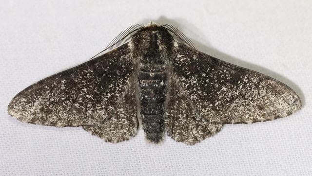 Biston betularia - szürkepettyes araszoló