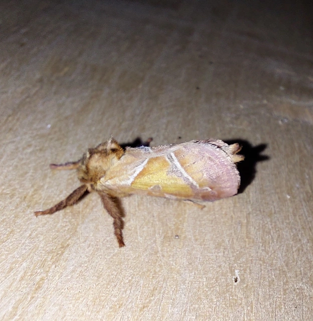 Triodia sylvina - kis gyökérrágólepke