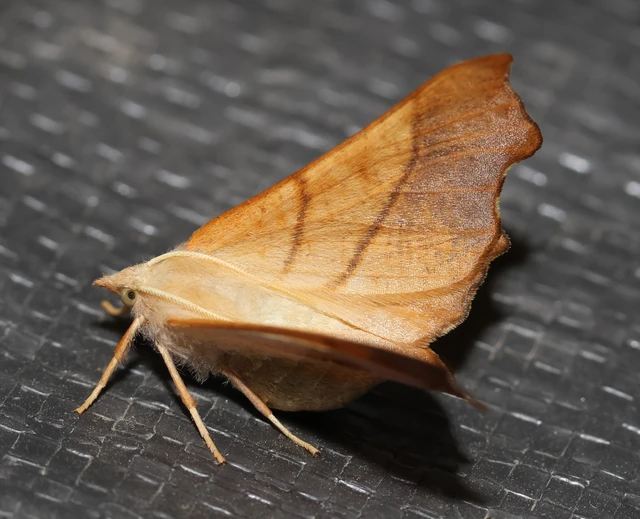 Ennomos fuscantaria - kőris-levélaraszoló