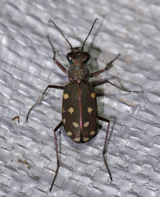 Calomera littoralis nemoralis - sziki homokfutrinka