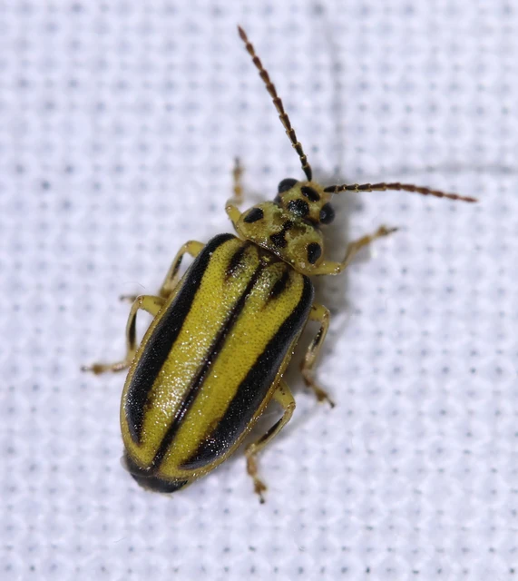 Xanthogalerucella luteola - szilfa-olajosbogár