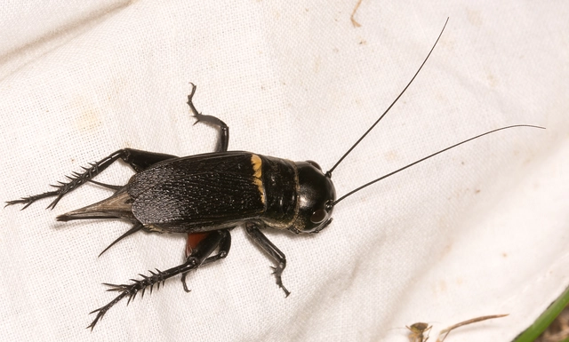 Gryllus campestris - mezei tücsök