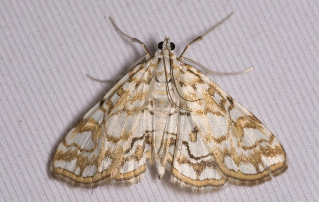 Elophila nymphaeata - tarka vízimoly