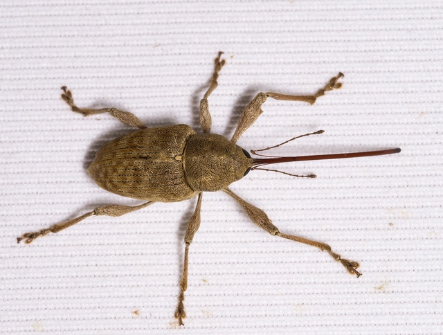 Curculio elephas - gesztenyezsuzsóka