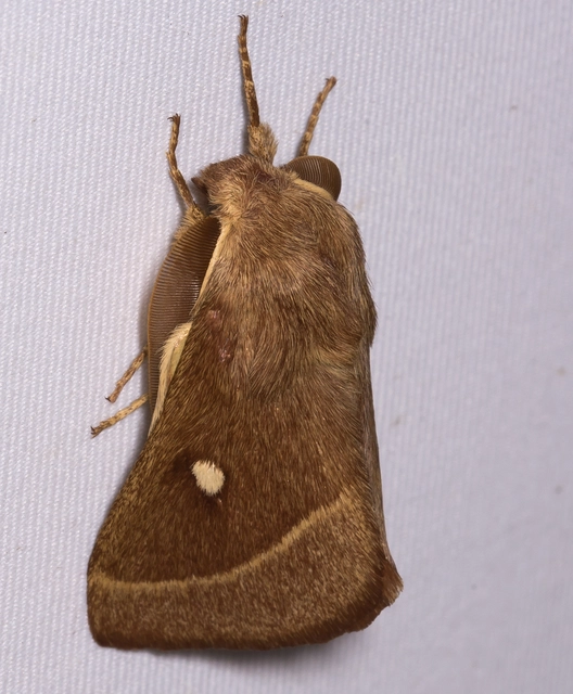 Lasiocampa trifolii - lóhereszövő