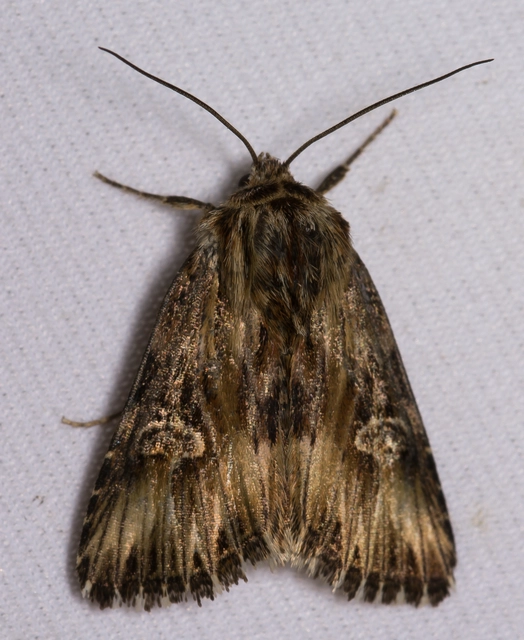 Actinotia radiosa - kis sugarasbagoly