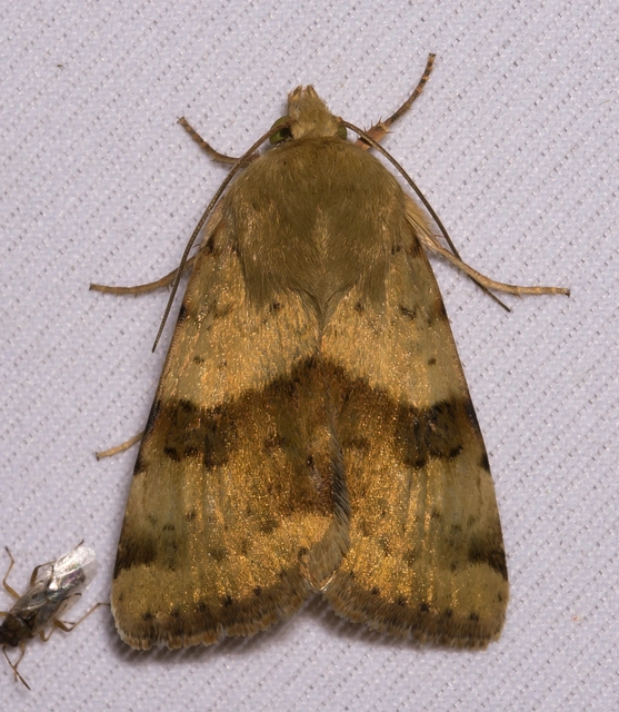 Heliothis viriplaca - mácsonyabagoly