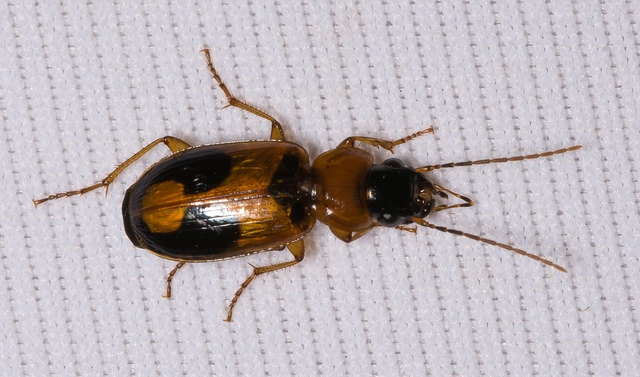 Badister meridionalis - közönséges posványfutonc