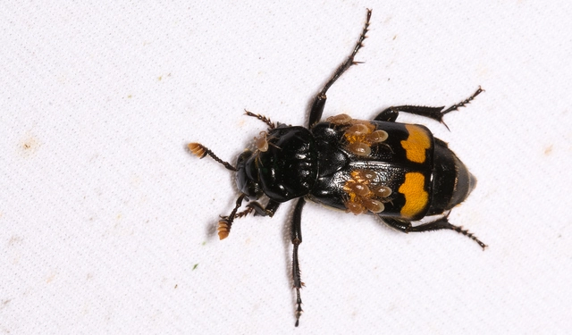Nicrophorus interruptus - sárgaszőrű temetőbogár