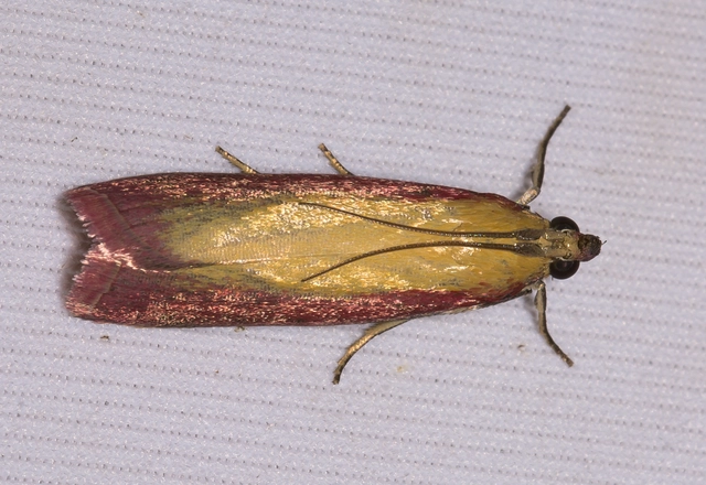 Oncocera semirubella - lucernamoly