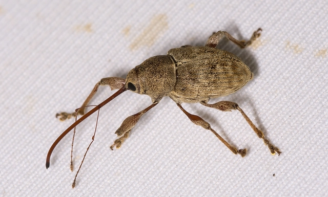 Curculio elephas - gesztenyezsuzsóka