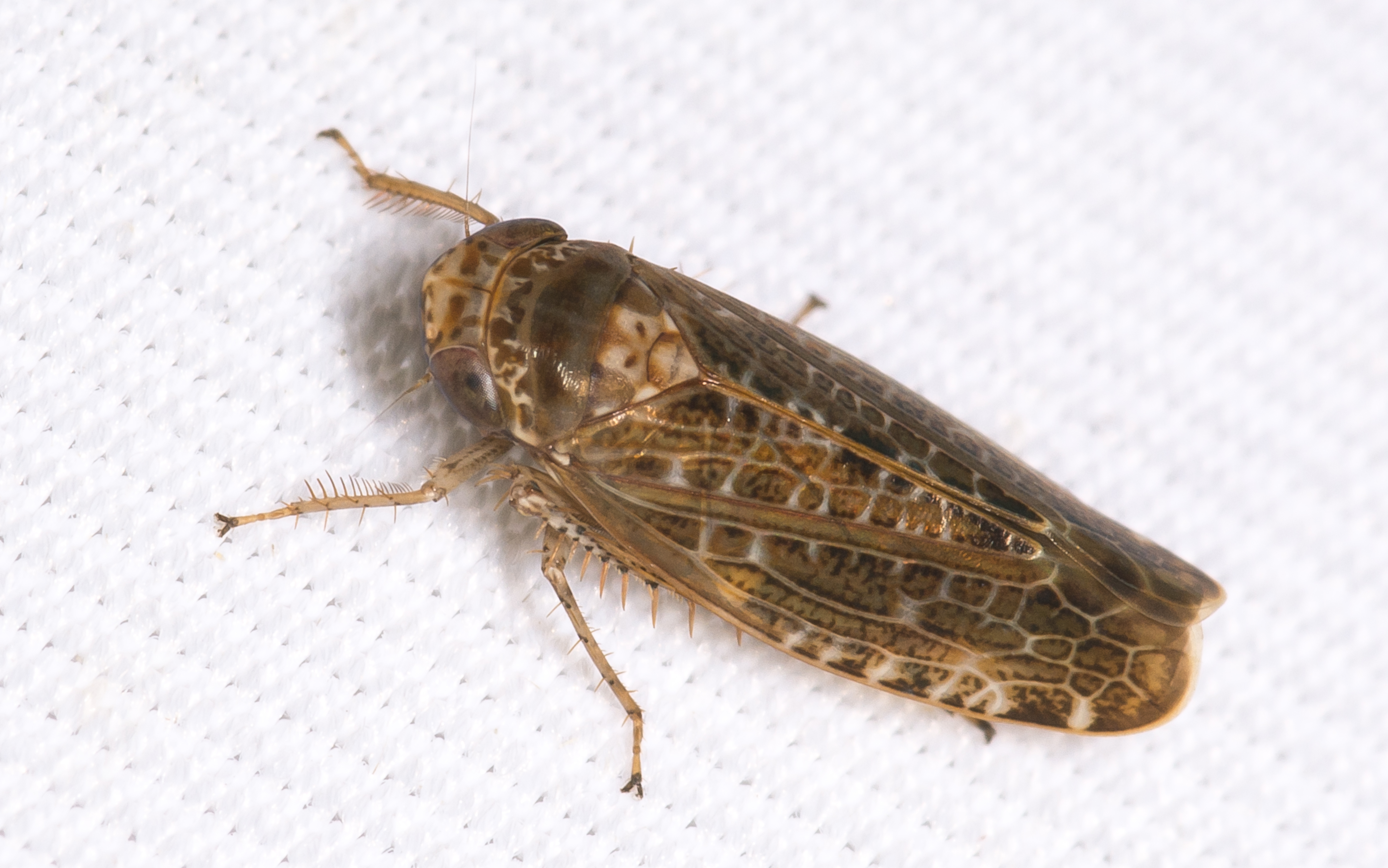 Allygidius furcatus