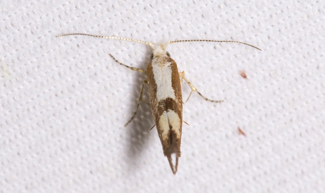 Argyresthia