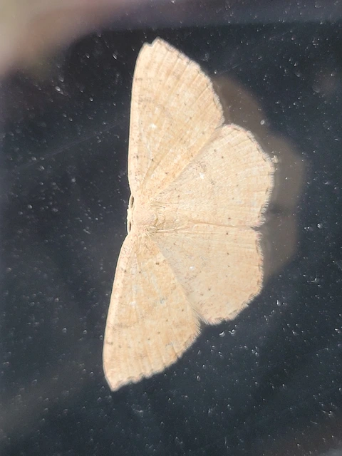 Cyclophora ruficiliaria - vörösrojtú pettyesaraszoló