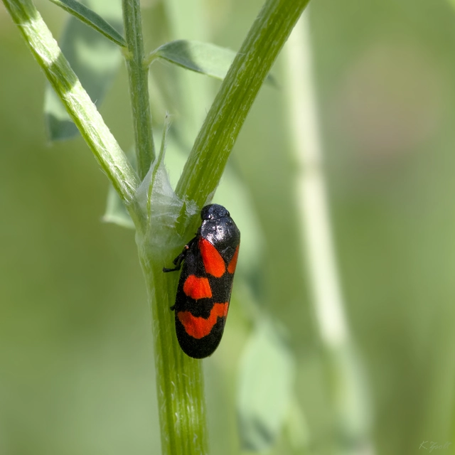 Cercopis vulnerata