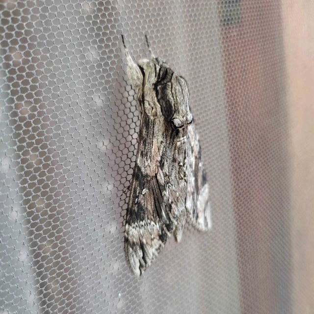 Agrius convolvuli - szulákszender