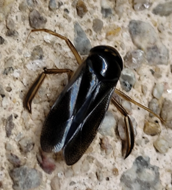 Corixidae - búvárpoloskák Corixidae - búvárpoloskák