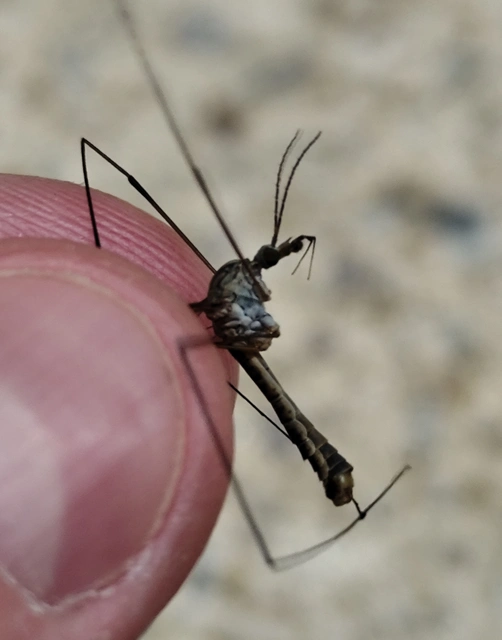 Tipula