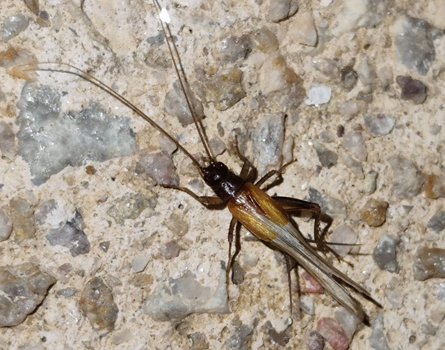 Stenonemobius bicolor ponticus - pontuszi karcsútücsök