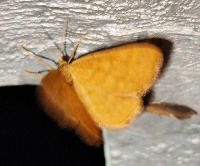 Idaea serpentata - kis sávosaraszoló