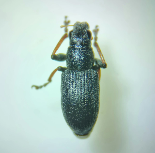 Sitona lateralis - iglice-csipkézőbogár