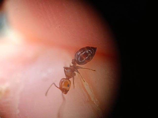Crematogaster schmidti - vörös szívhangya