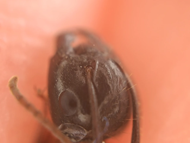 Camponotus tergestinus - sárgalábú lóhangya