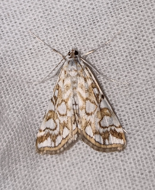 Elophila nymphaeata - tarka vízimoly