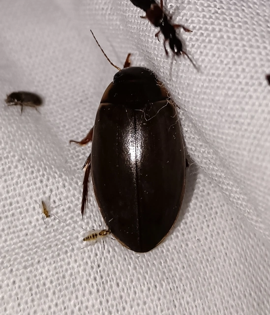 Colymbetes fuscus - gyakori recéscsíkbogár