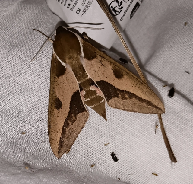 Hyles euphorbiae - kutyatejszender