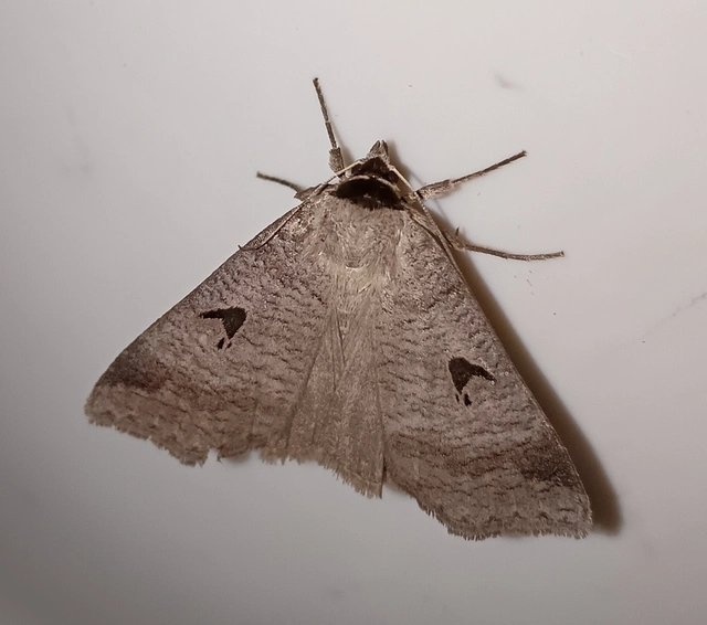 Lygephila pastinum - közönséges csüdfűbagoly