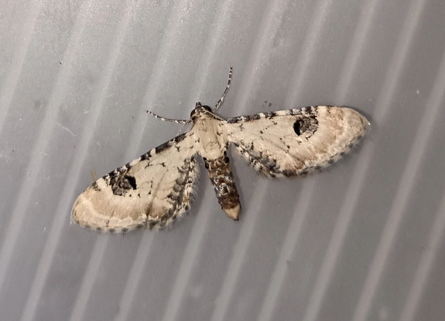 Eupithecia centaureata - búzavirág-törpearaszoló