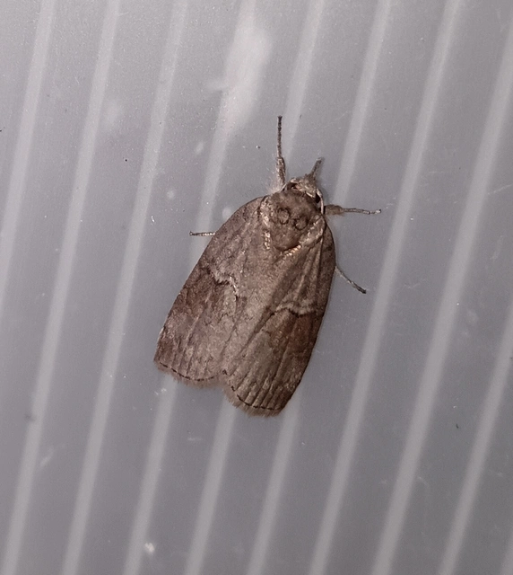 Nycteola asiatica - nyárfa-trapézbagoly
