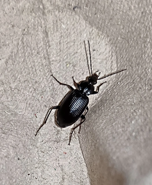 Agonum lugens - mocsári kisfutó Agonum lugens - mocsári kisfutó