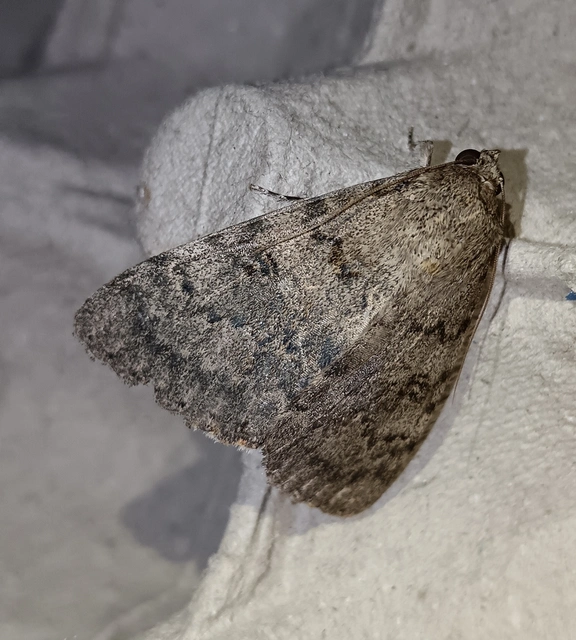 Catocala puerpera - nyárfa-övesbagoly