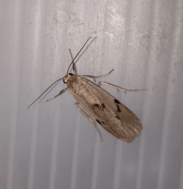 Pelosia muscerda - hamvas zuzmószövő
