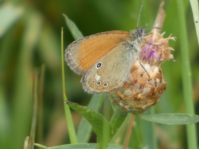 Coenonympha glycerion - közönséges szénalepke