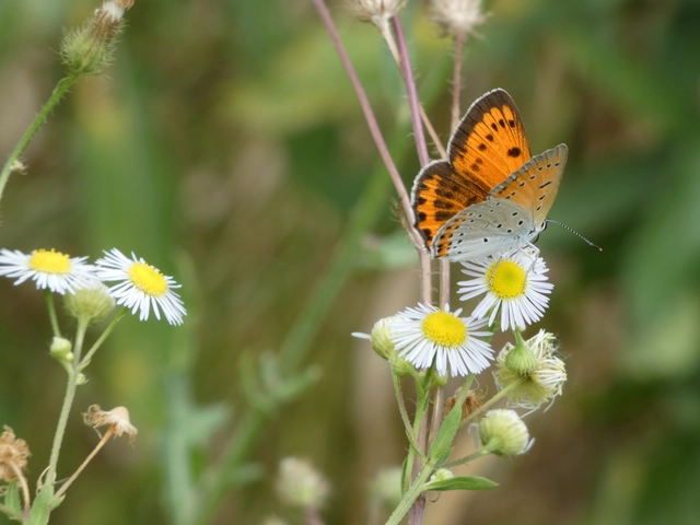 Lycaena dispar rutilus - nagy tűzlepke